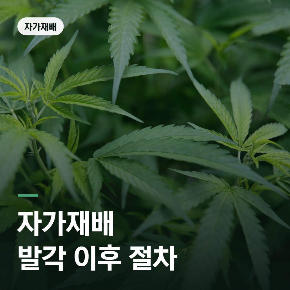 대마 자가재배 발각 이후 절차 - 대마 변호사 안내